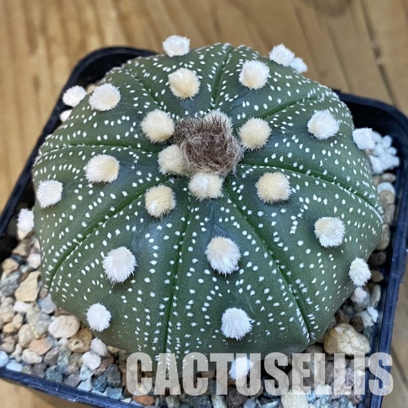 SH32208 Astrophytum asterias 'Akabana'