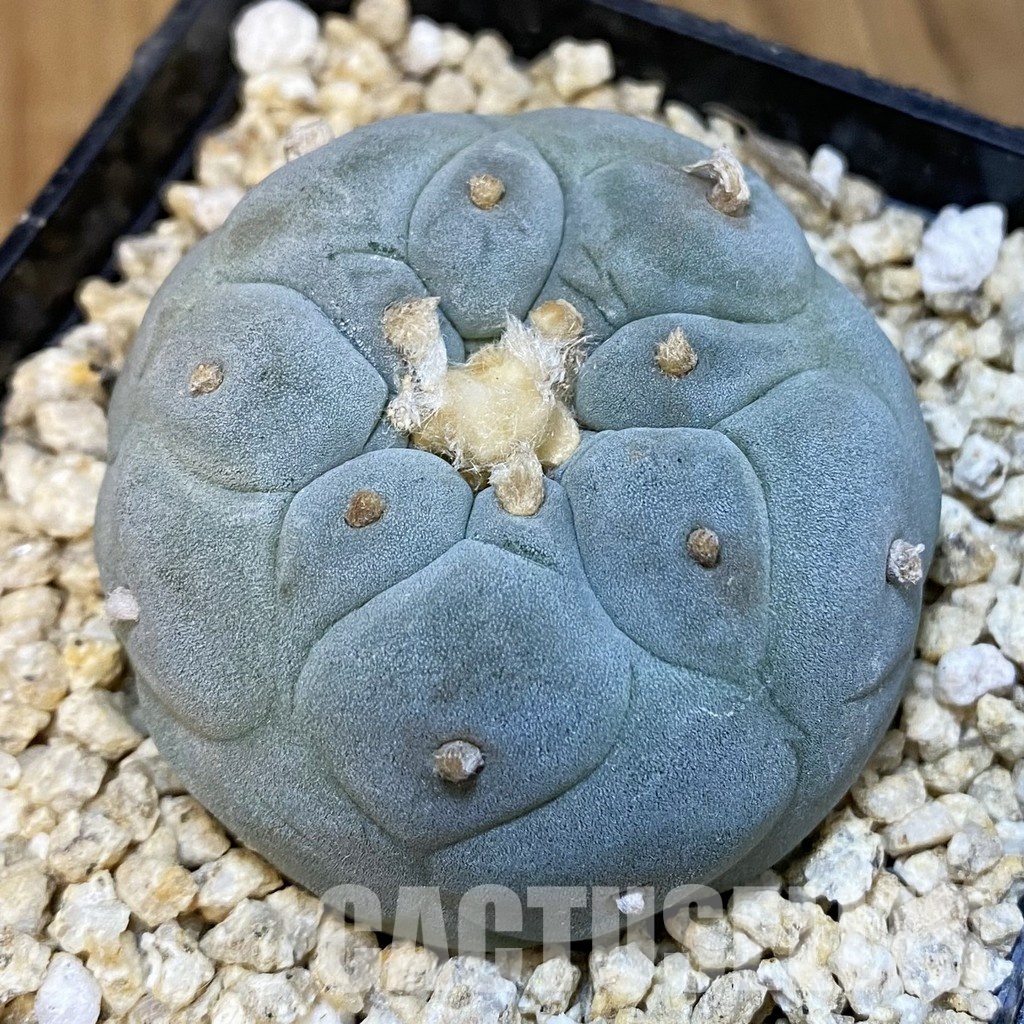 SH32209 Anhalonium frichii ‘Yatagai’ hybrid, seedling, own roots