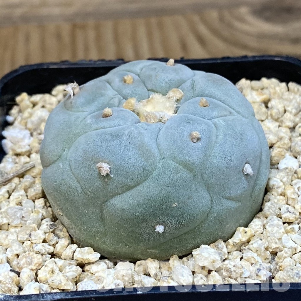 SH32209 Anhalonium frichii ‘Yatagai’ hybrid, seedling, own roots - Image 2