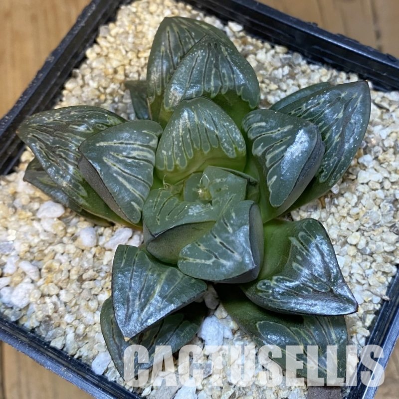 SH32212 Haworthia mutica 'Silver Turtle'