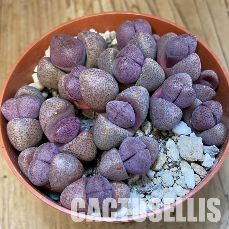 SH32161 Pleiospilos nelii 'Royal Flush' mix