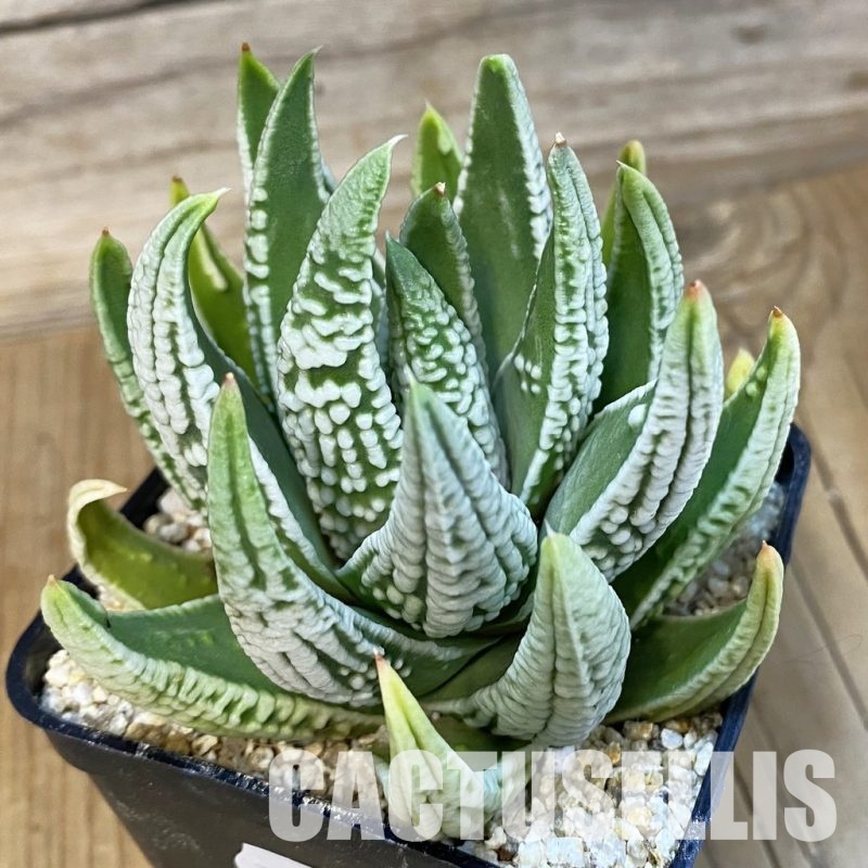 SH32214 Haworthia pumila 'Emperor'