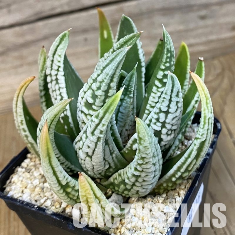 SH32215 Haworthia pumila 'Emperor'