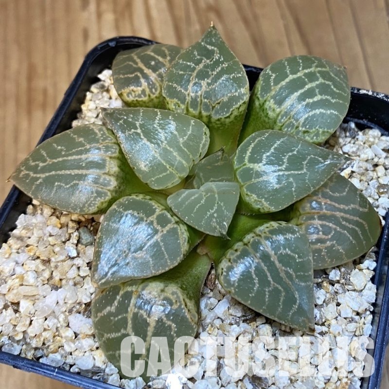 SH32216 Haworthia comptoniana 'Crystal'