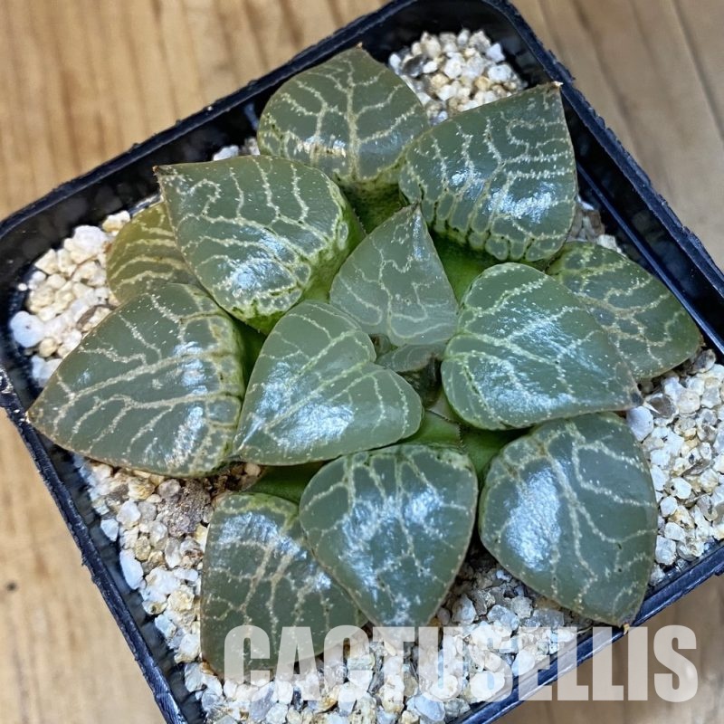 SH32217 Haworthia comptoniana 'Crystal'