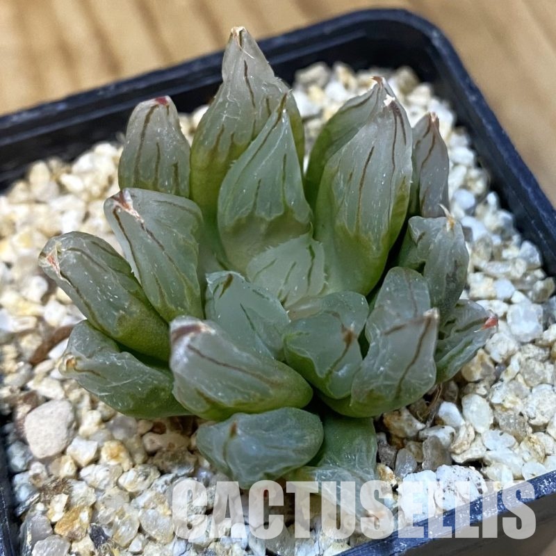 SH32218 Haworthia cooperi ‘West Asia Tsuen’ mutant