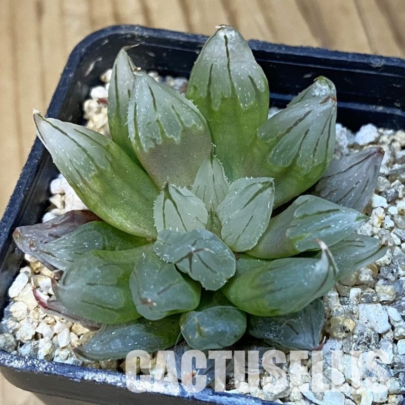 SH32219 Haworthia cooperi ‘West Asia Tsuen’ mutant