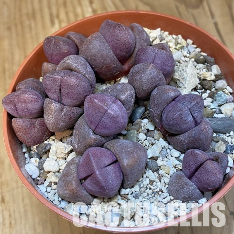 SH32162 Pleiospilos nelii 'Royal Flush' mix