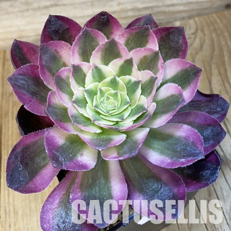 SH32220 Aeonium 'Allure'