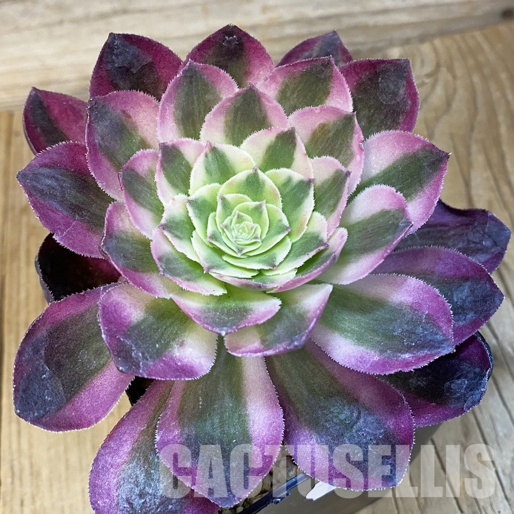 SH32220 Aeonium 'Allure'