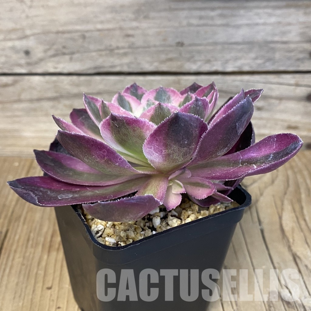 SH32220 Aeonium 'Allure' - Image 2