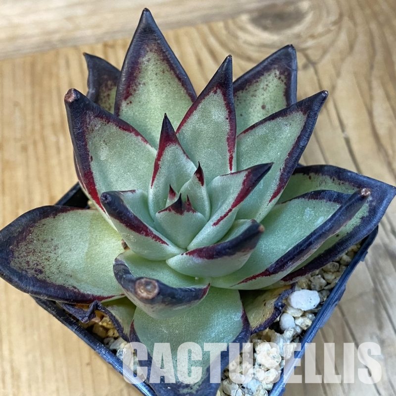 SH32221 Echeveria agavoides ‘Black Ebony’