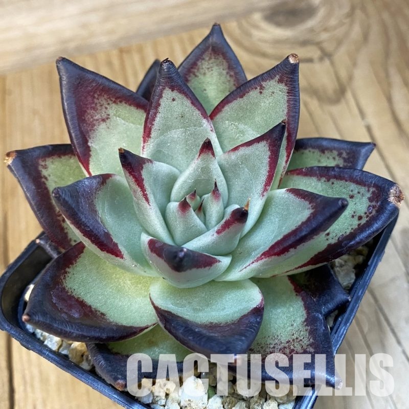 SH32222 Echeveria agavoides ‘Black Ebony’