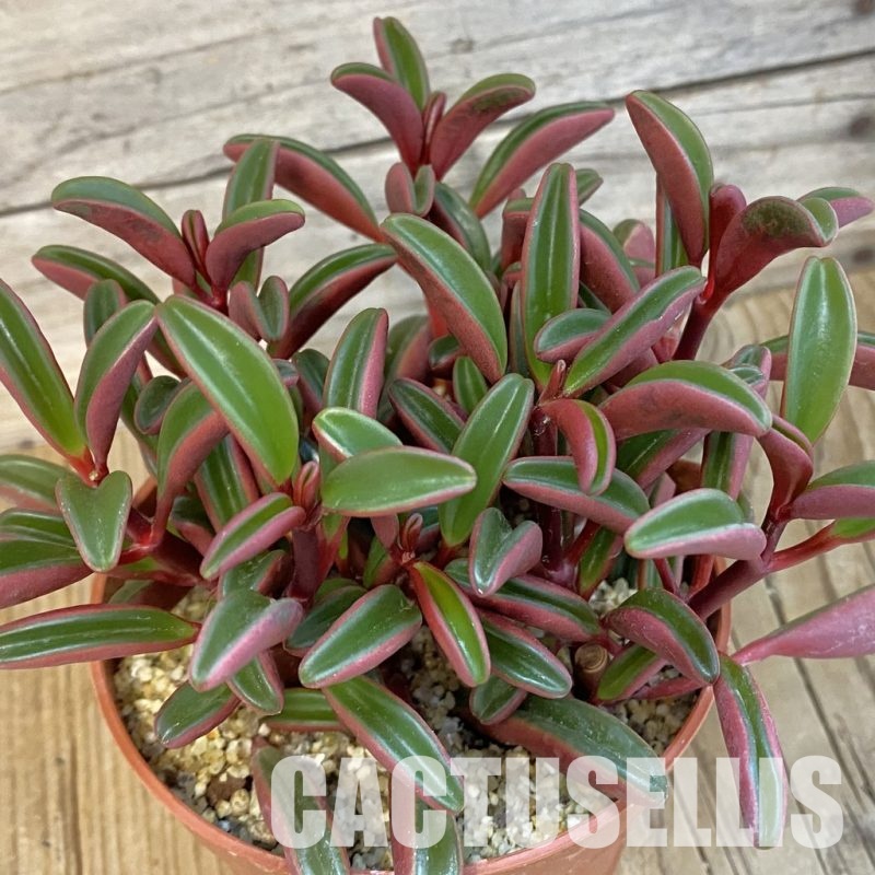 SH32154 Peperomia graveolens