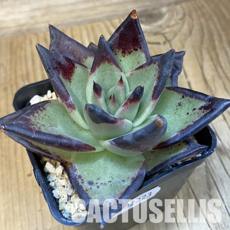 SH32223 Echeveria agavoides ‘Black Ebony’