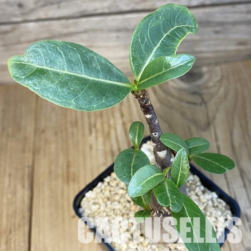 SH32224 Adenium arabicum ‘Black Body’