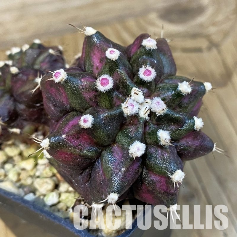 SH15265 Gymnocalycium mihanovichii 'T-Rex'