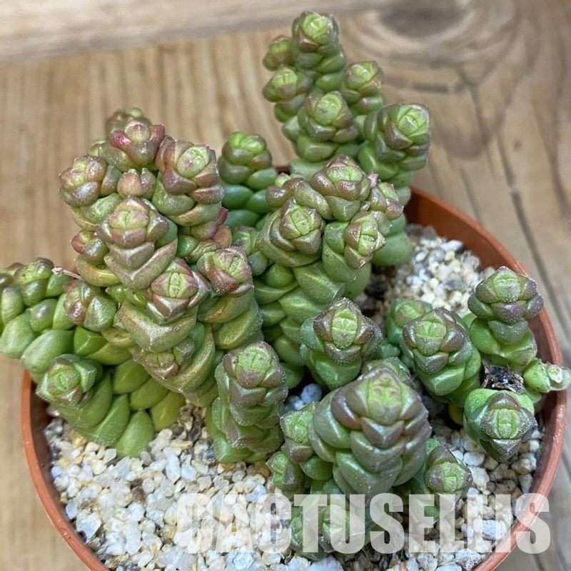 SH32163 Crassula marchandii