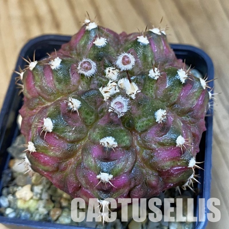 SH10739 Gymnocalycium mihanovichii 'T-Lux', seedling