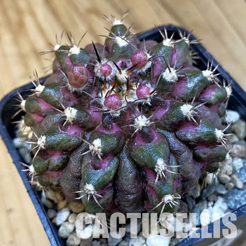 SH24373 Gymnocalycium mihanovichii ‘T-Rex’