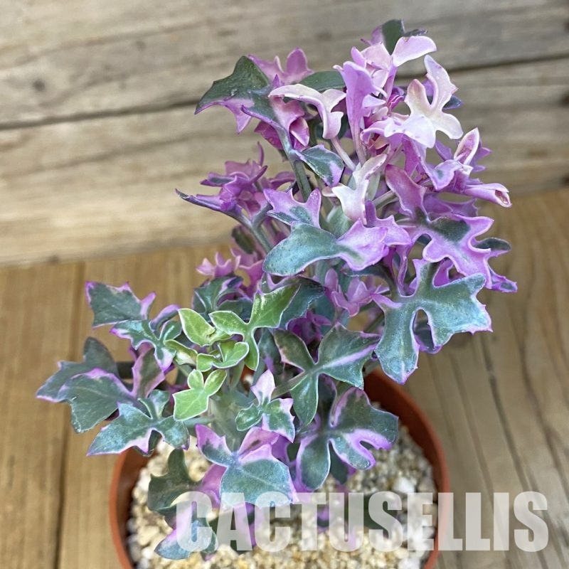 SH32164 Senecio articulatus f. variegata