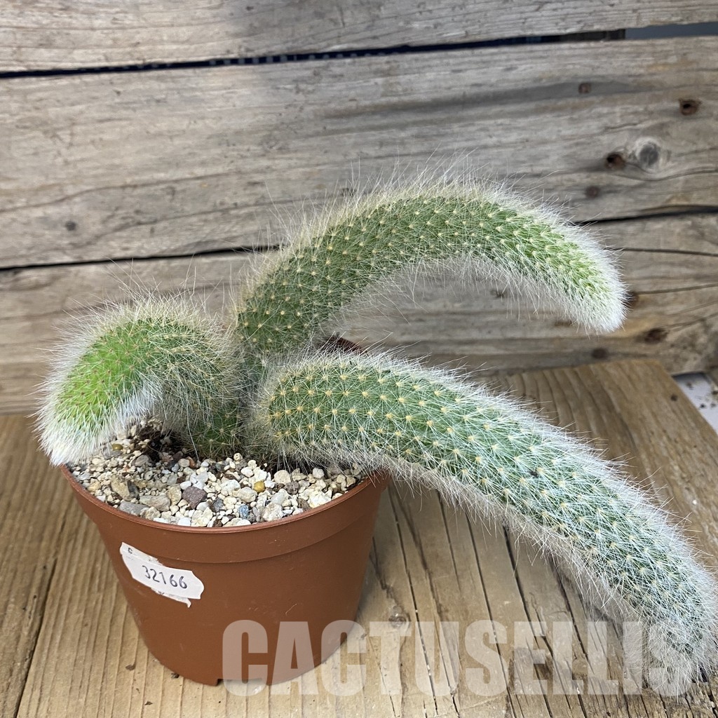 SH32166 Hildewintera colademononis - Зображення 2