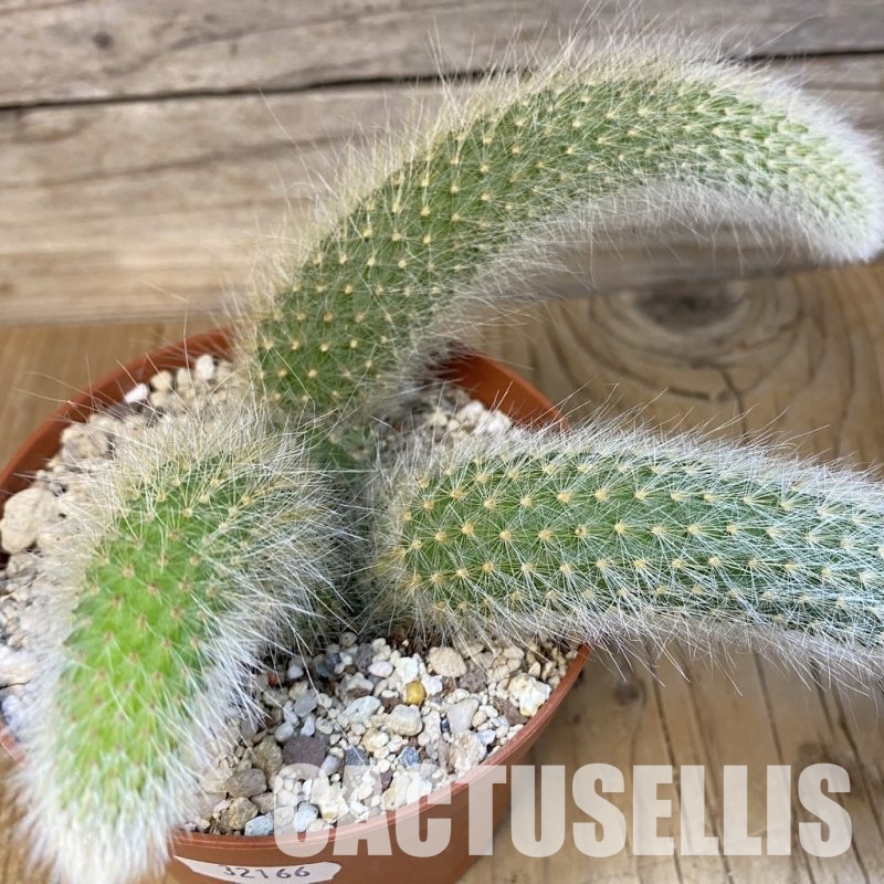 SH32166 Hildewintera colademononis