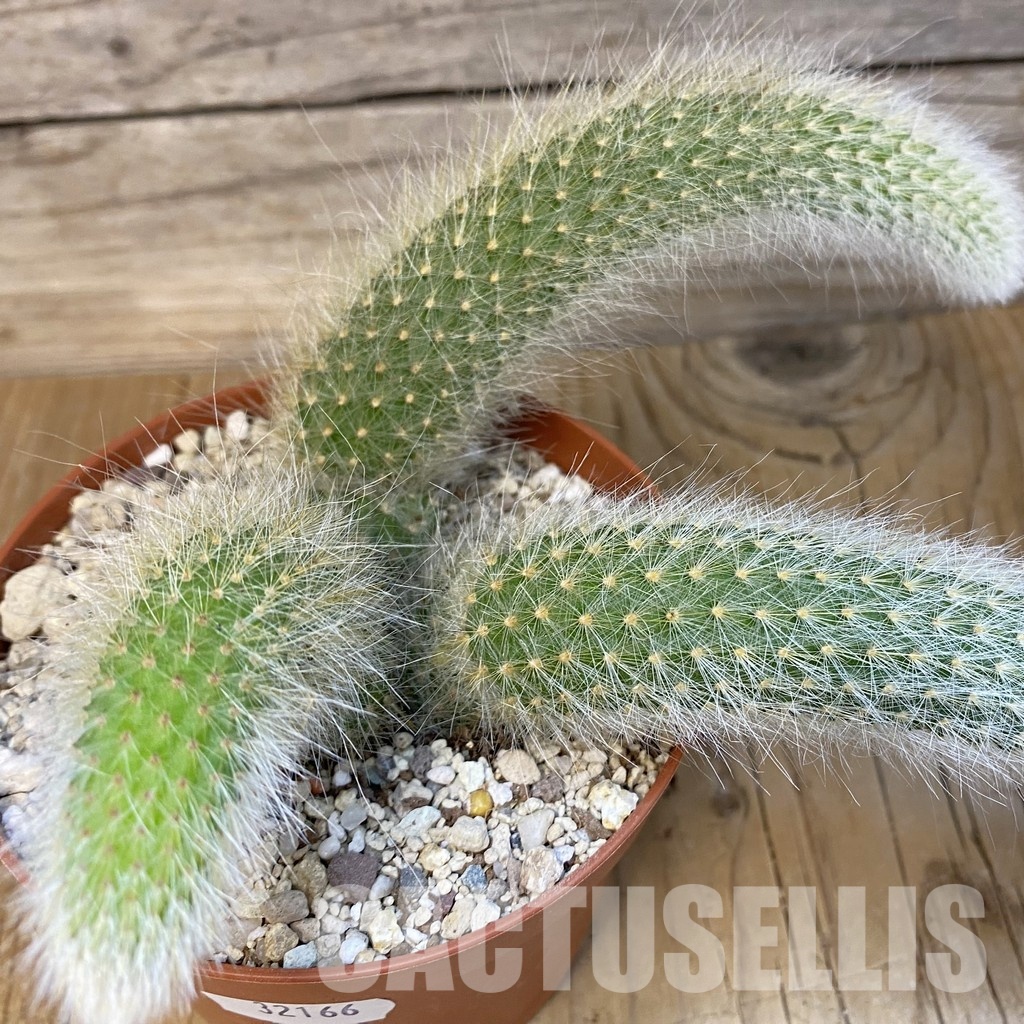 SH32166 Hildewintera colademononis