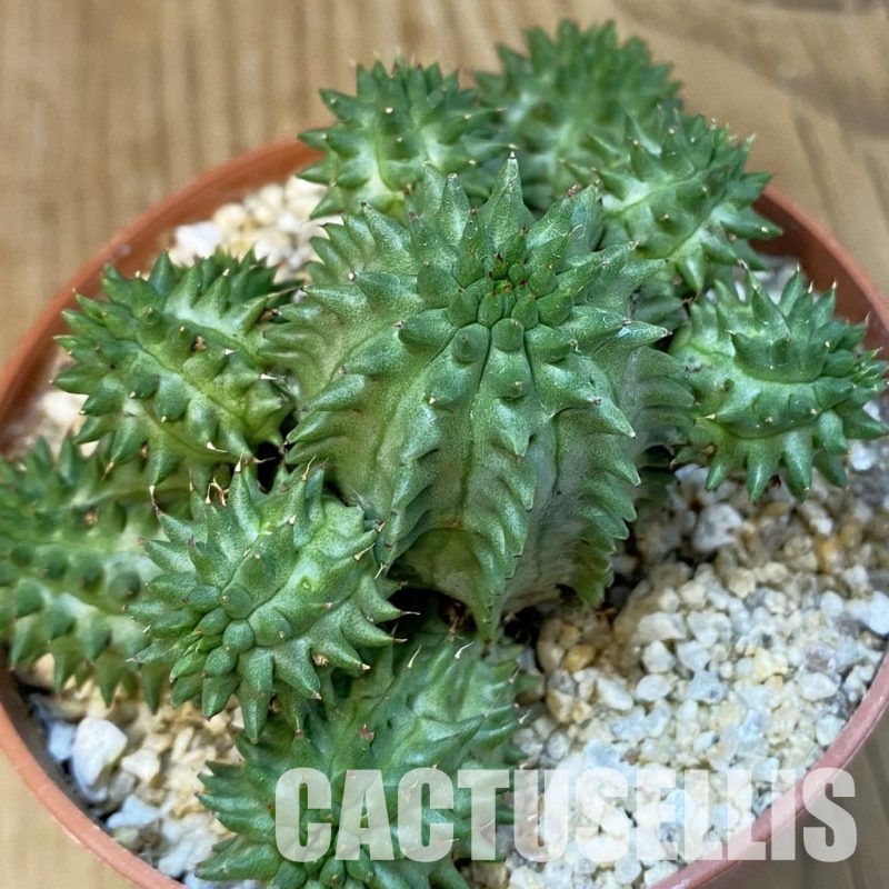 SH32168 Euphorbia susannae