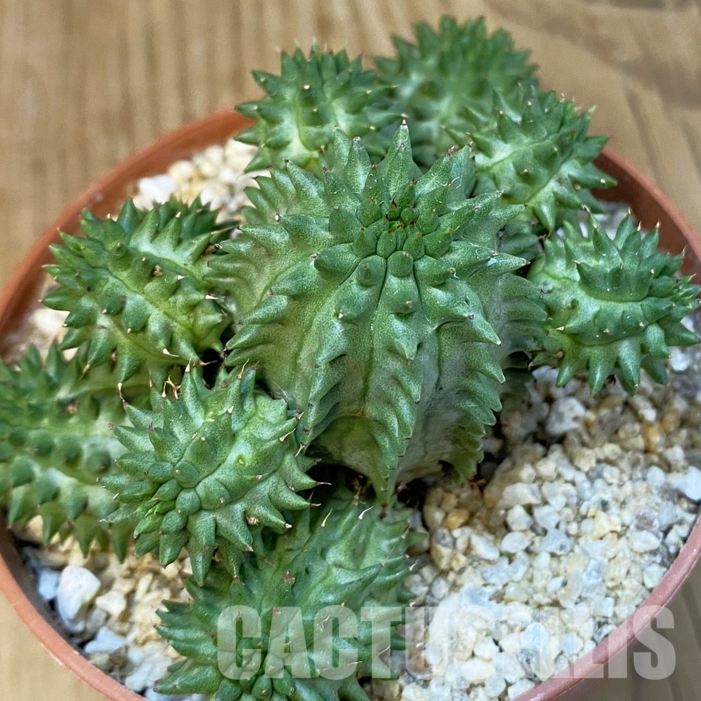 SH32168 Euphorbia susannae