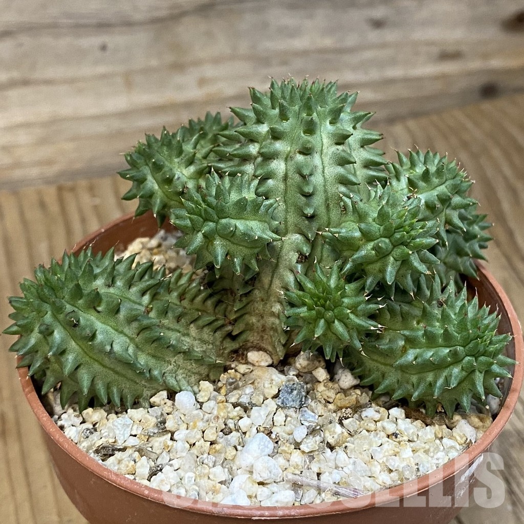 SH32168 Euphorbia susannae - Зображення 2