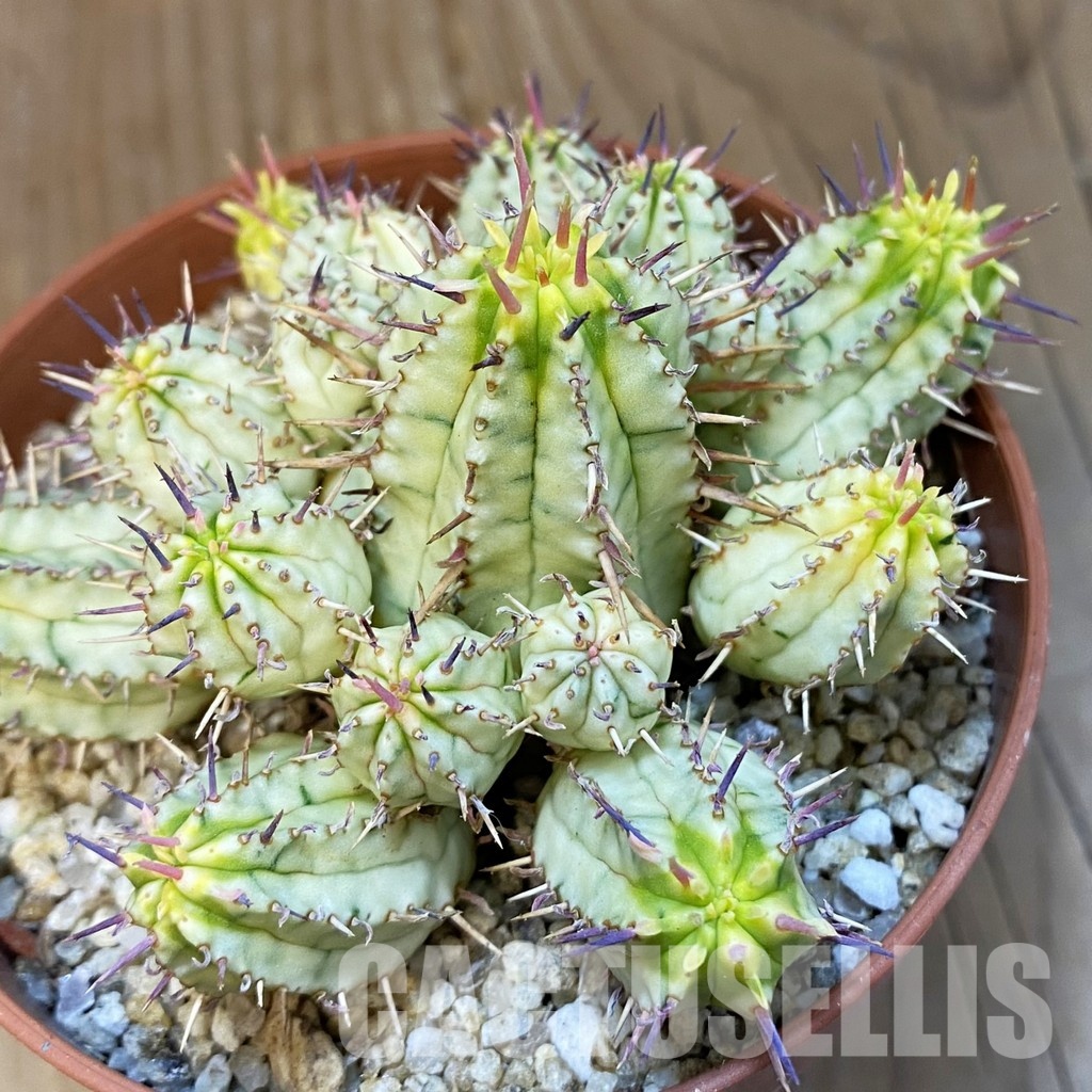 SH32169 Euphorbia aggregata f. variegata