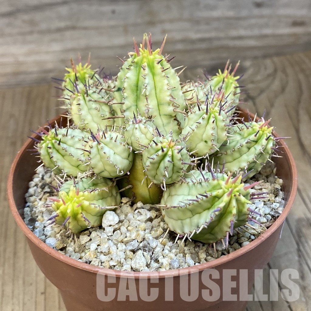 SH32169 Euphorbia aggregata f. variegata - Зображення 2