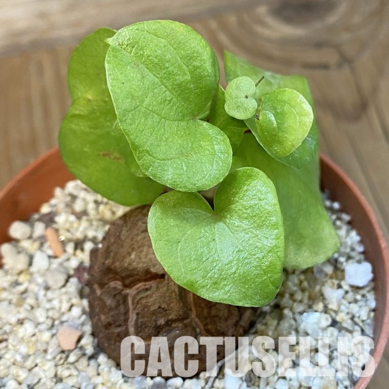 SH32170 Dioscorea elephantipes