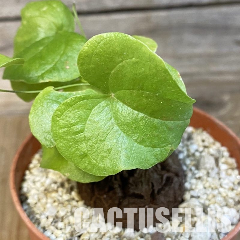 SH32171 Dioscorea elephantipes