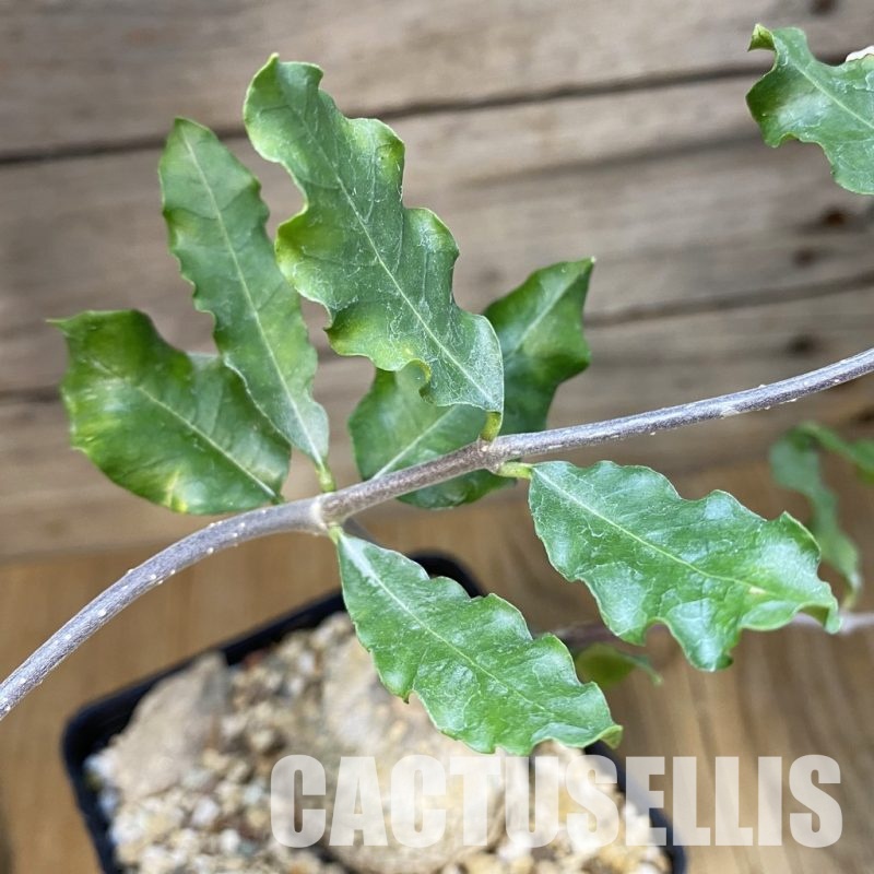 SH32172 Fockea edulis