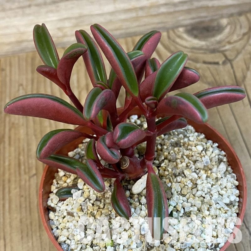 SH32155 Peperomia graveolens
