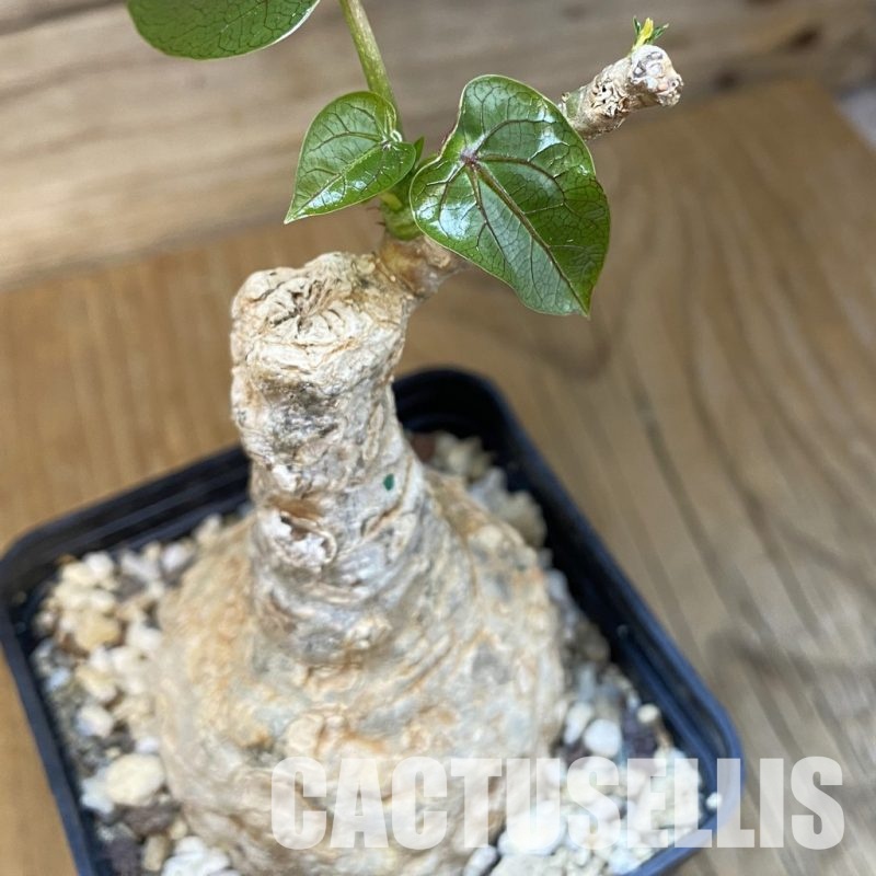 SH32173 Adenia epigea