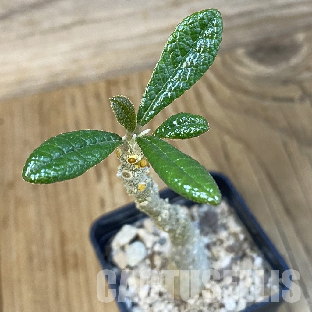 SH32175 Dorstenia gigas