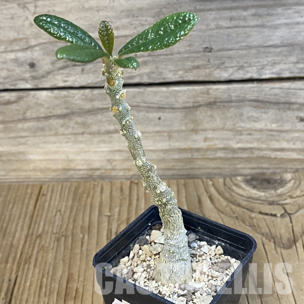 SH32175 Dorstenia gigas - Imagen 2