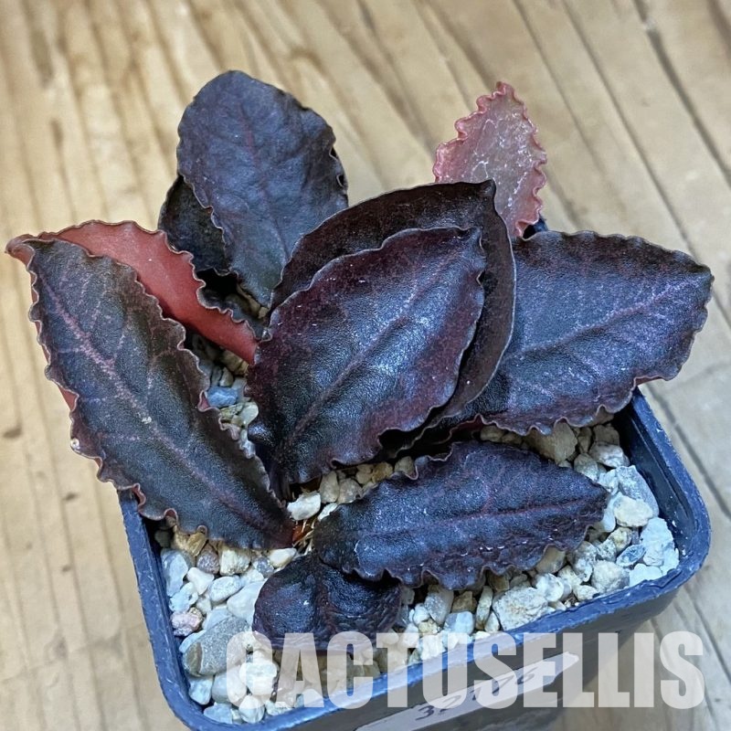 SH32176 Euphorbia francoisii hybrid