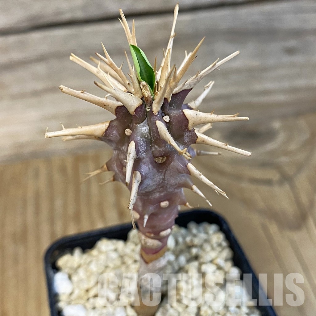 SH32178 Euphorbia viguieri