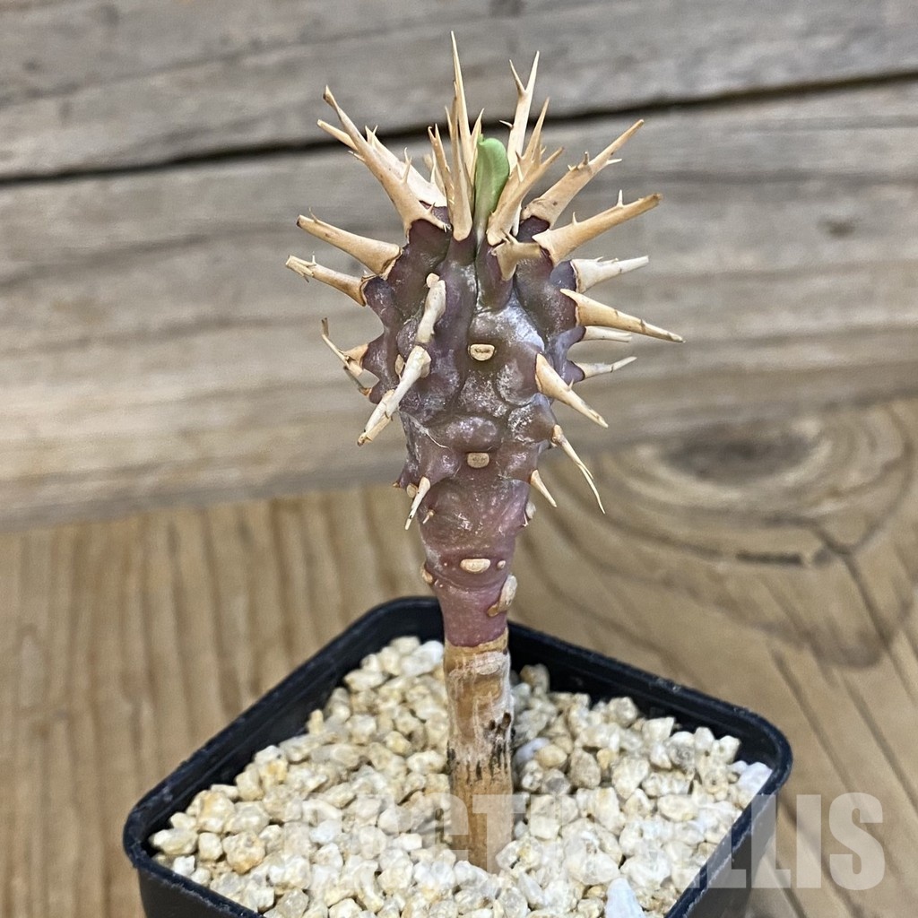 SH32178 Euphorbia viguieri - Imagen 2