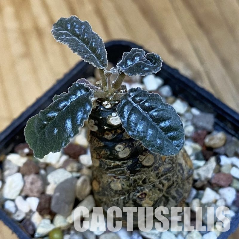 SH32179 Dorstenia crispa