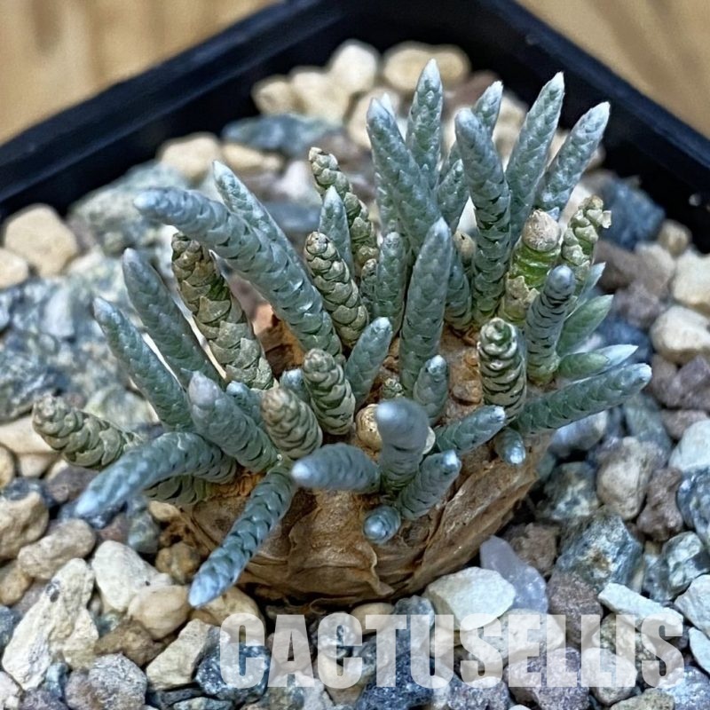 SH32180 Avonia alstonii