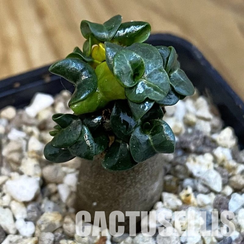 SH32181 Adenium arabicum DHA