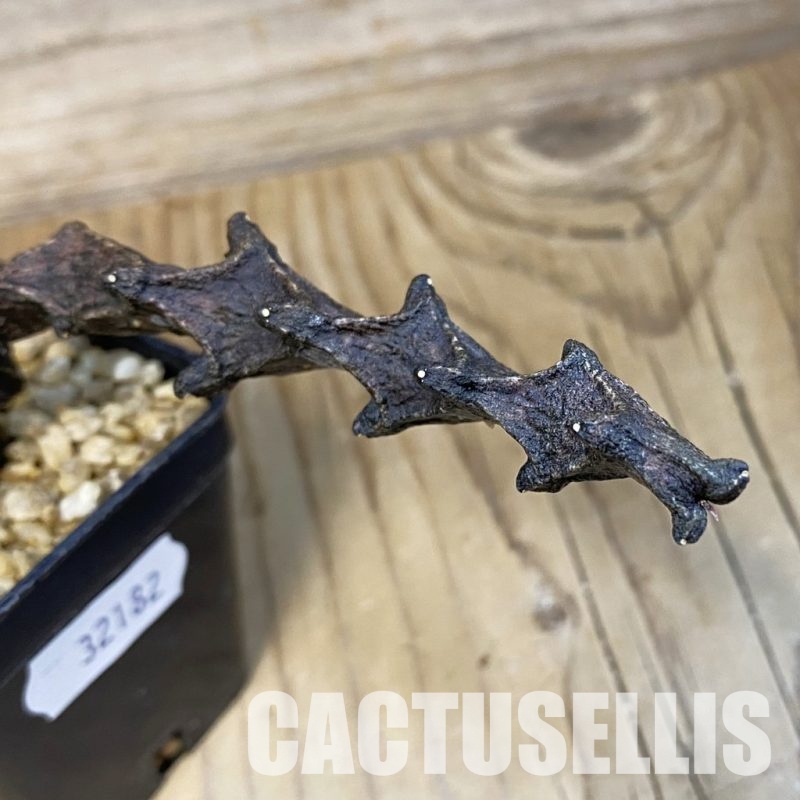 SH32182 Ceropegia bosseri