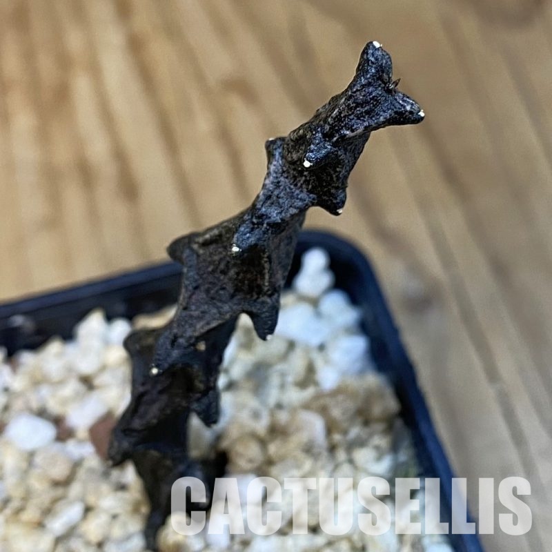 SH32183 Ceropegia bosseri