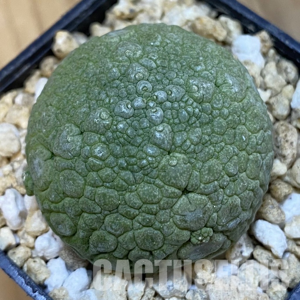 SH32185 Pseudolithos migiurtinus