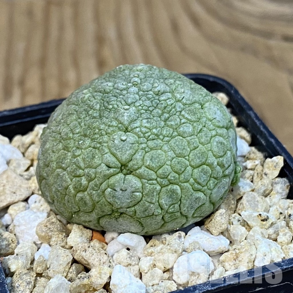 SH32185 Pseudolithos migiurtinus - Image 2